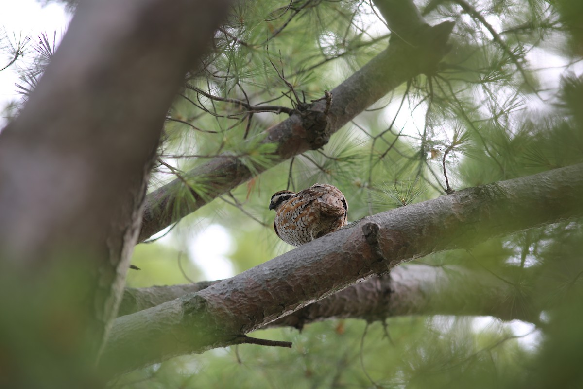 Northern Bobwhite - ML620827360