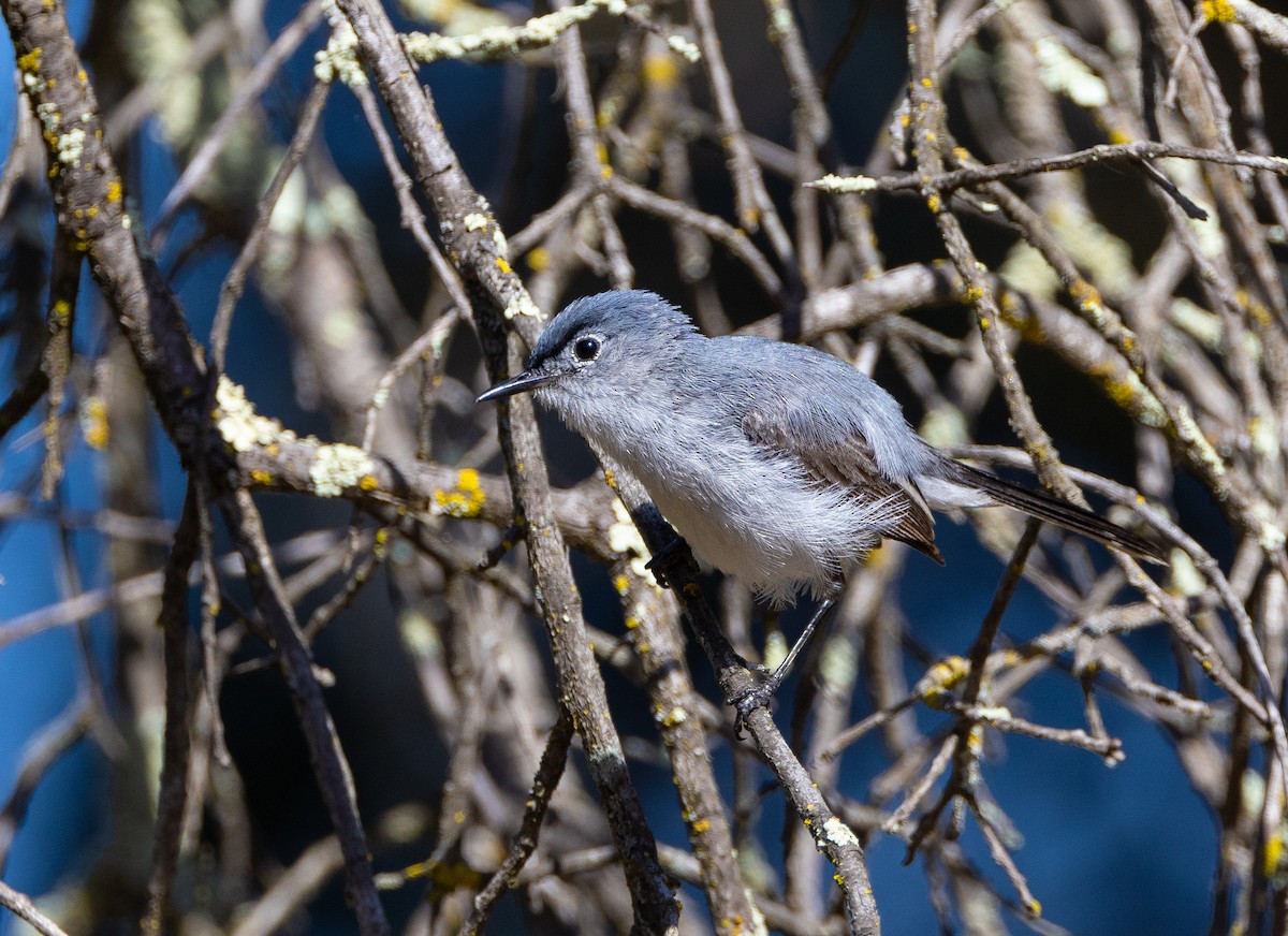 Blue-gray Gnatcatcher (obscura Group) - ML620827361