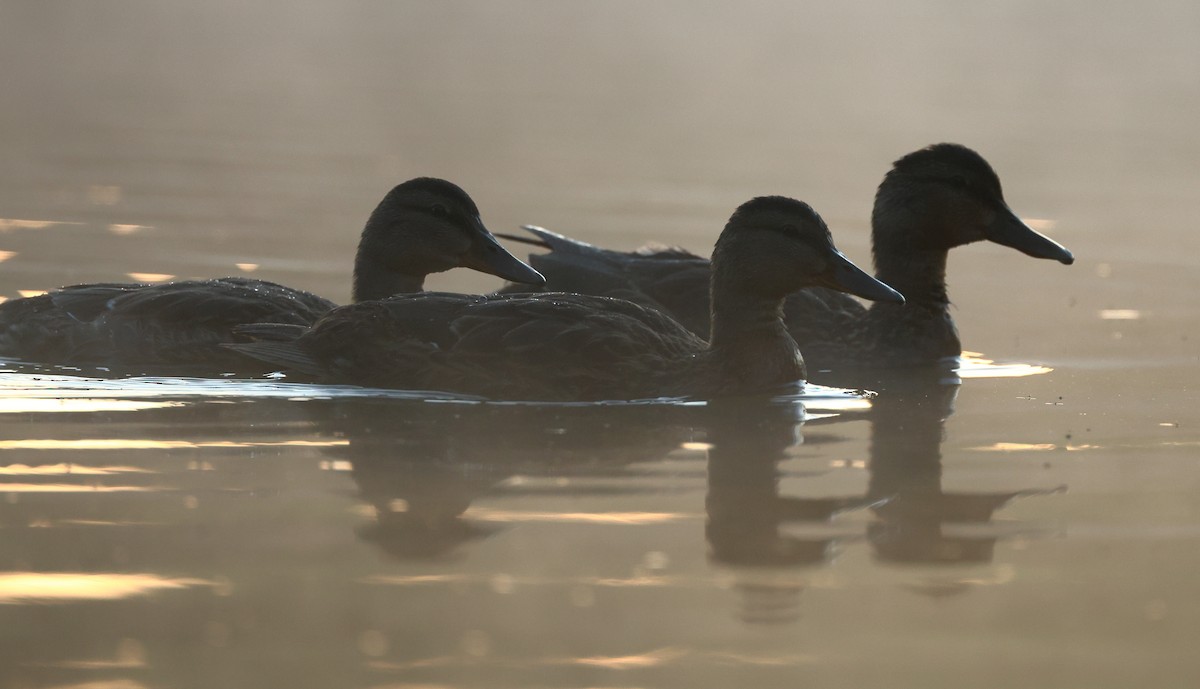 Mallard - Nik Teichmann