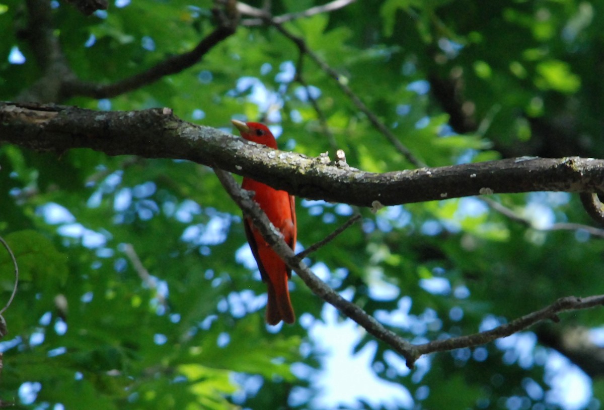 Summer Tanager - ML620827363