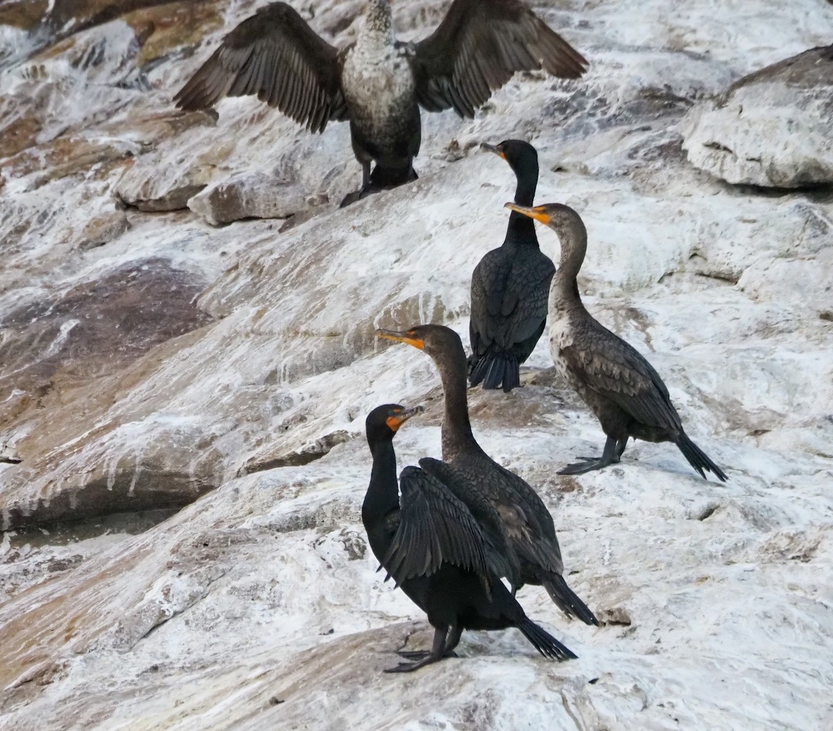 Double-crested Cormorant - ML620827366