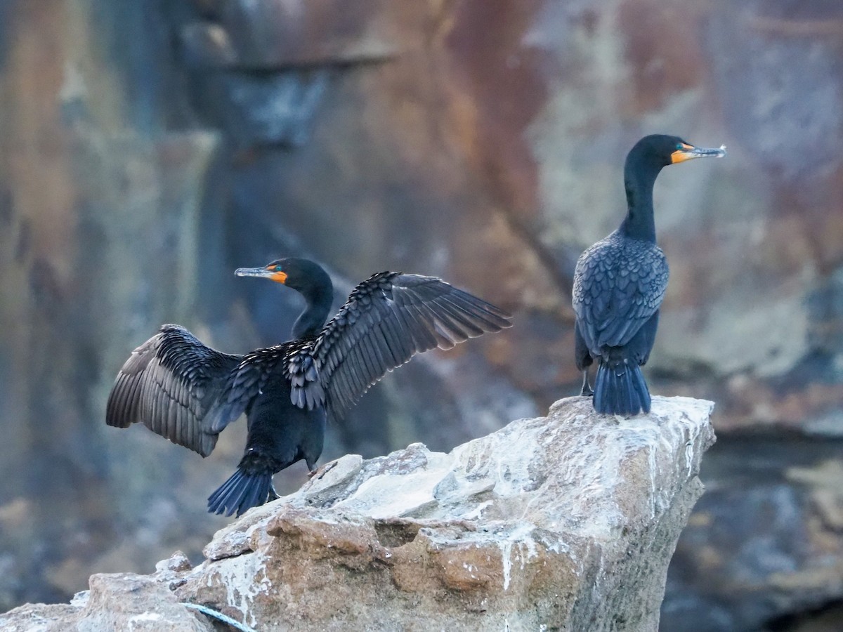 Double-crested Cormorant - Angela MacDonald