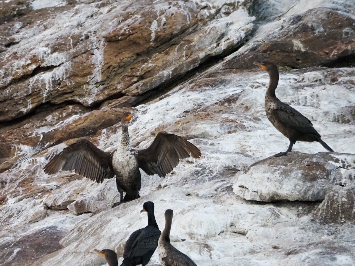 Double-crested Cormorant - ML620827368