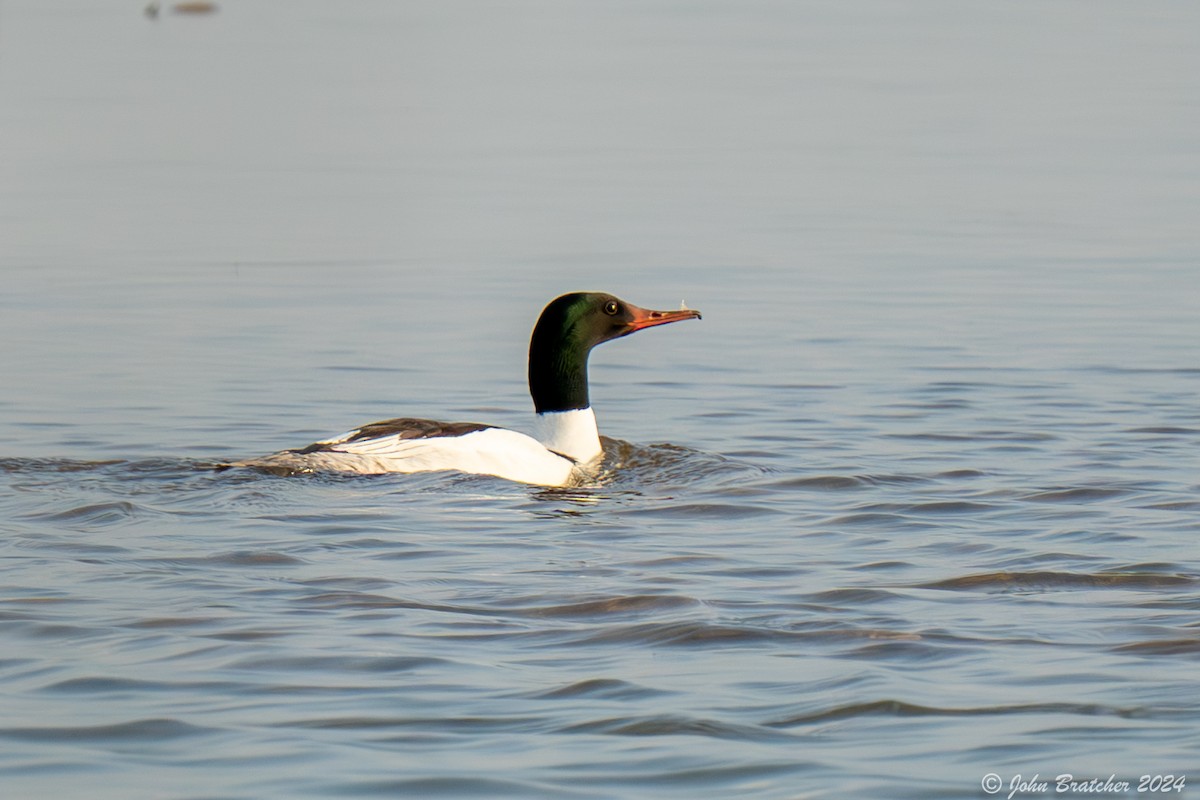 Common Merganser - ML620827371