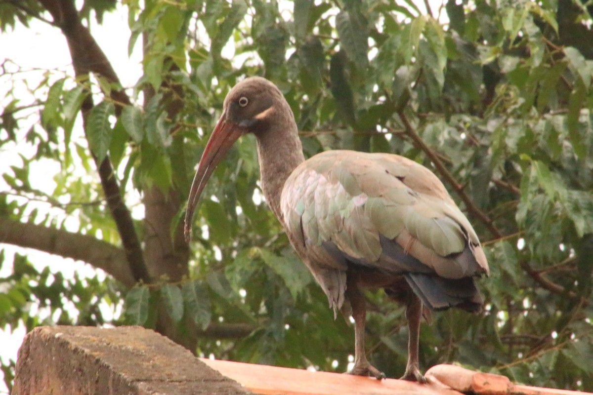 Hadada Ibis - ML620827372