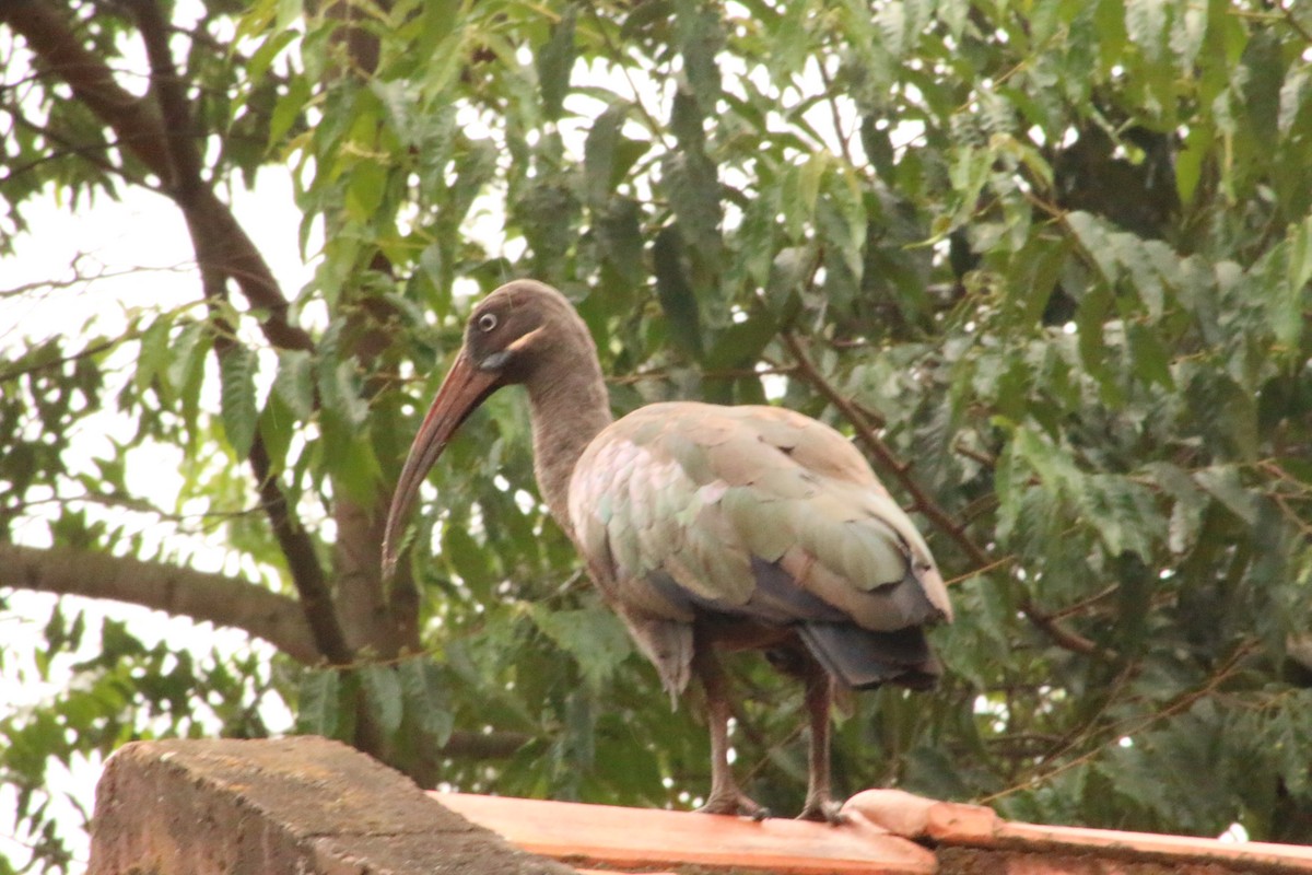 Hadada Ibis - ML620827373