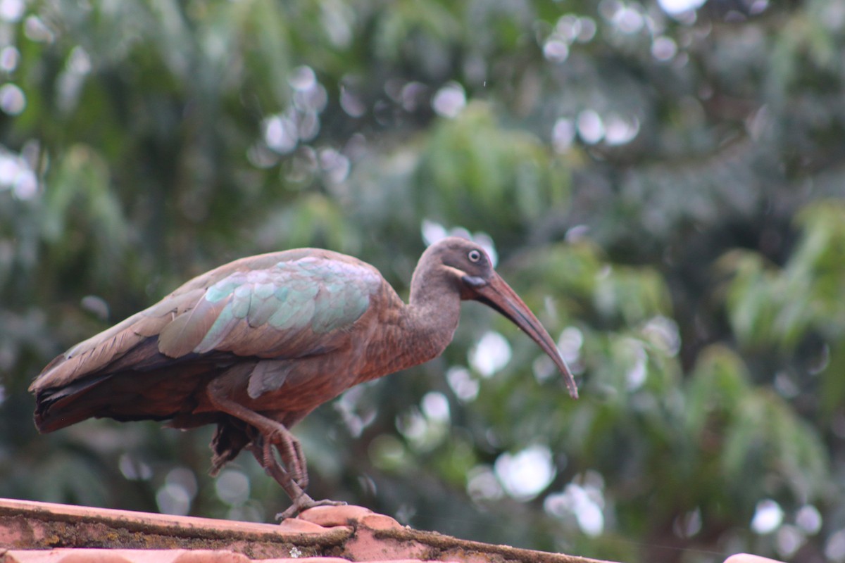 Hadada Ibis - ML620827374