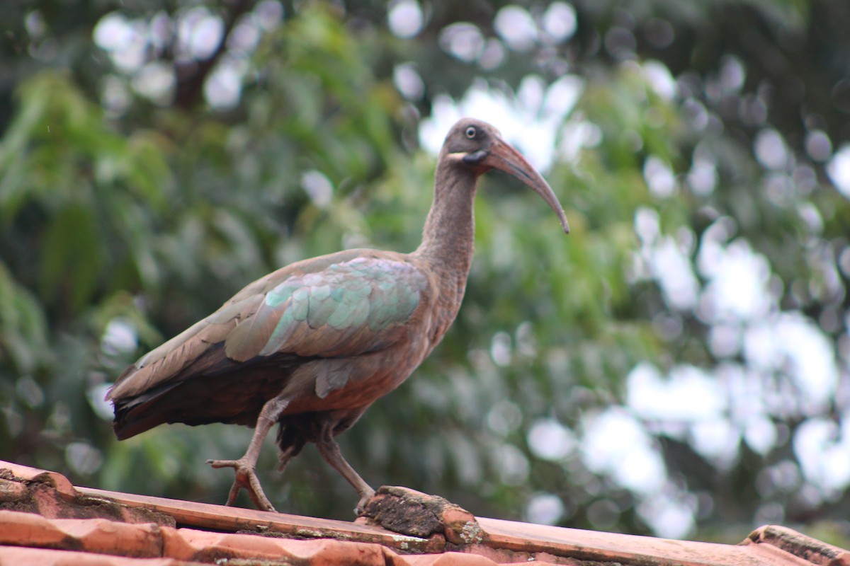 Hadada Ibis - ML620827375