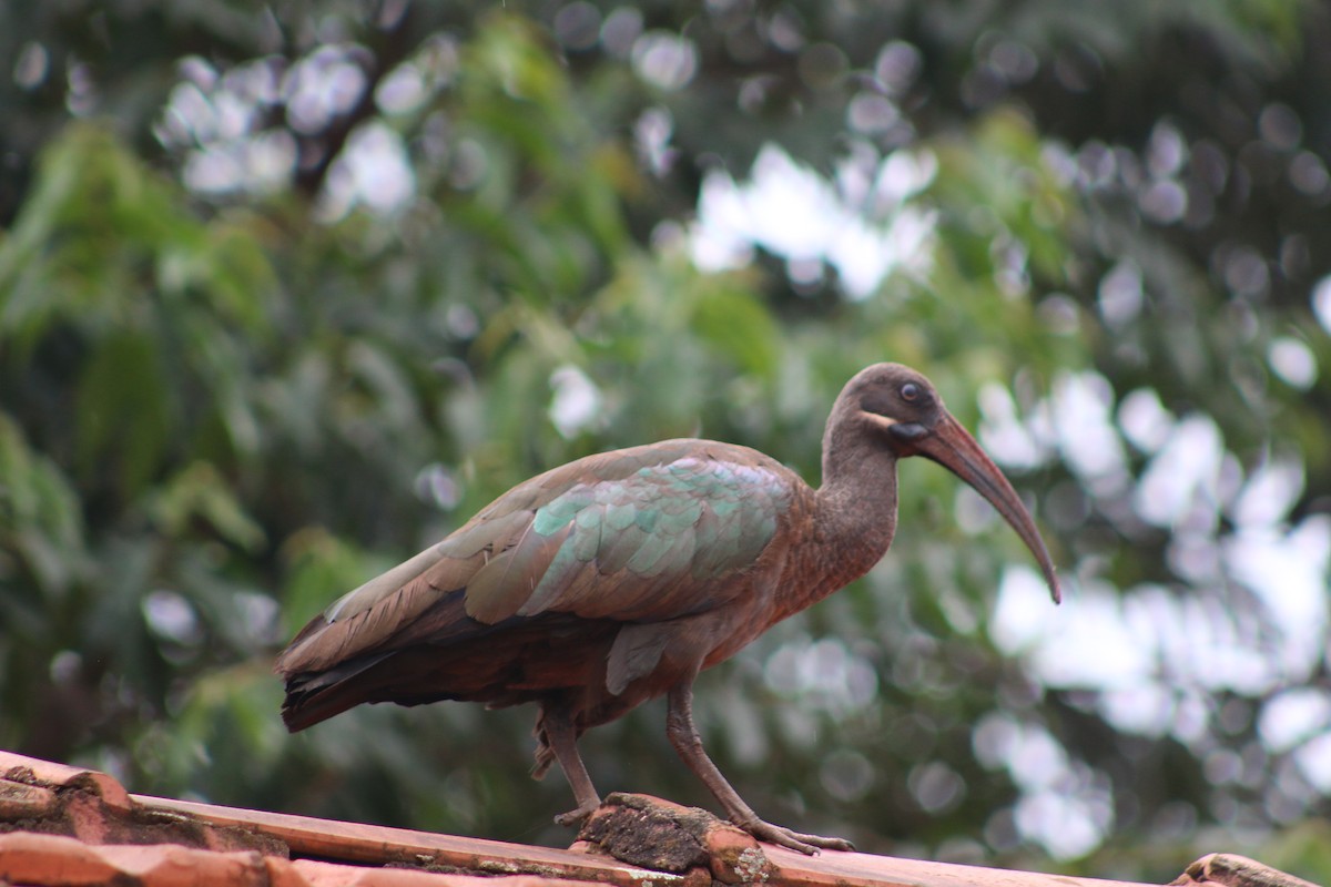 Hadada Ibis - ML620827376