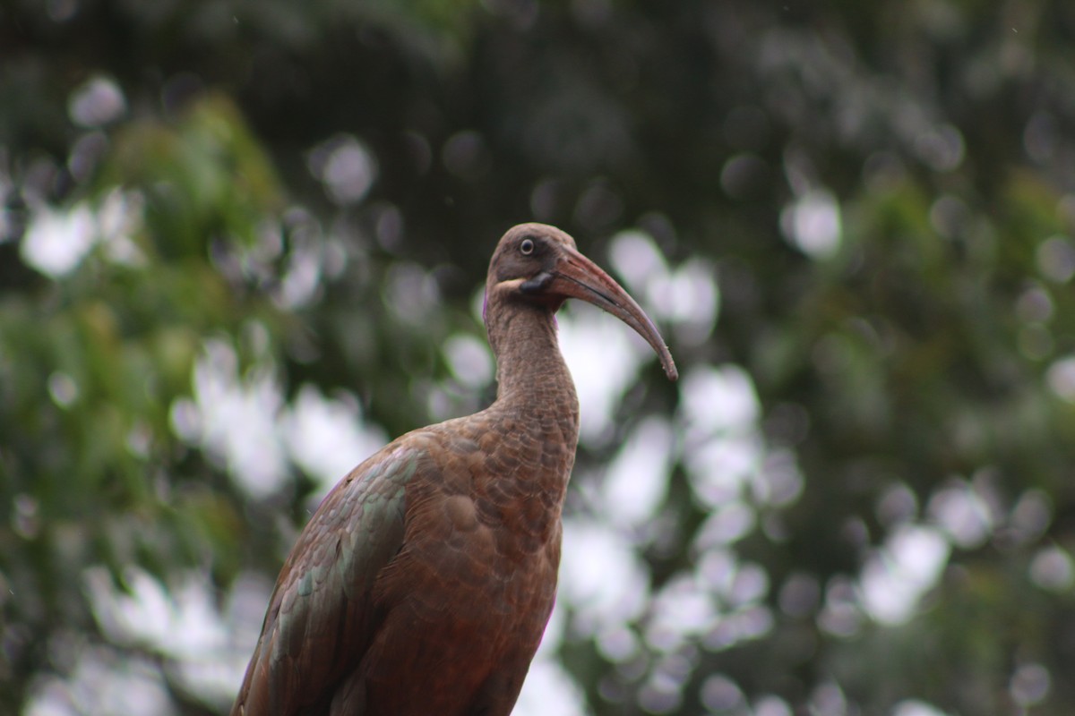 Hadada Ibis - ML620827377