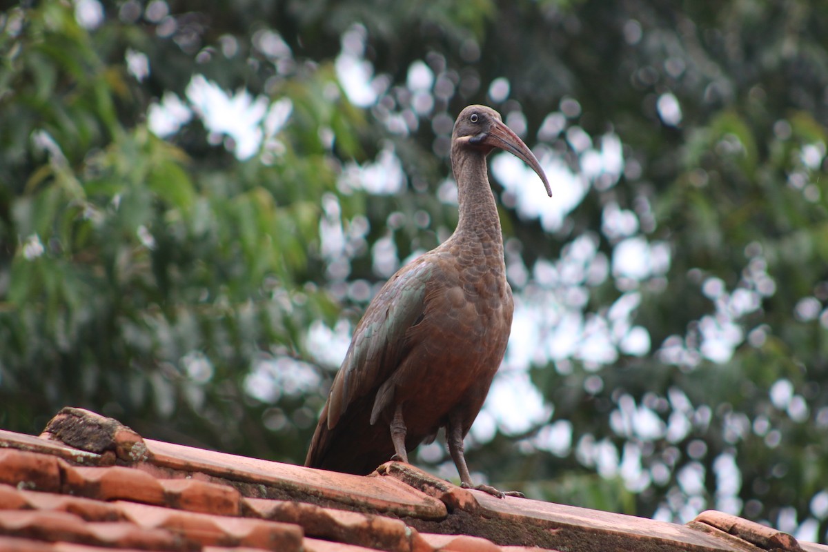 Hadada Ibis - ML620827378