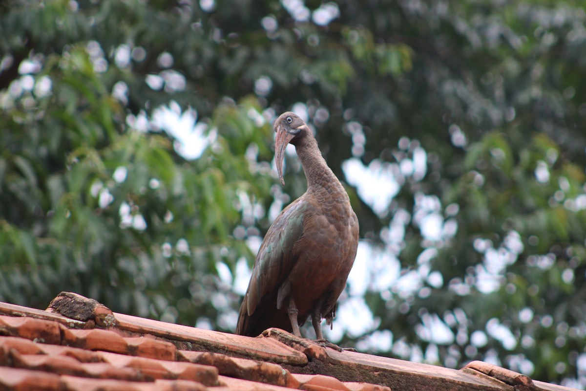 Hadada Ibis - ML620827379