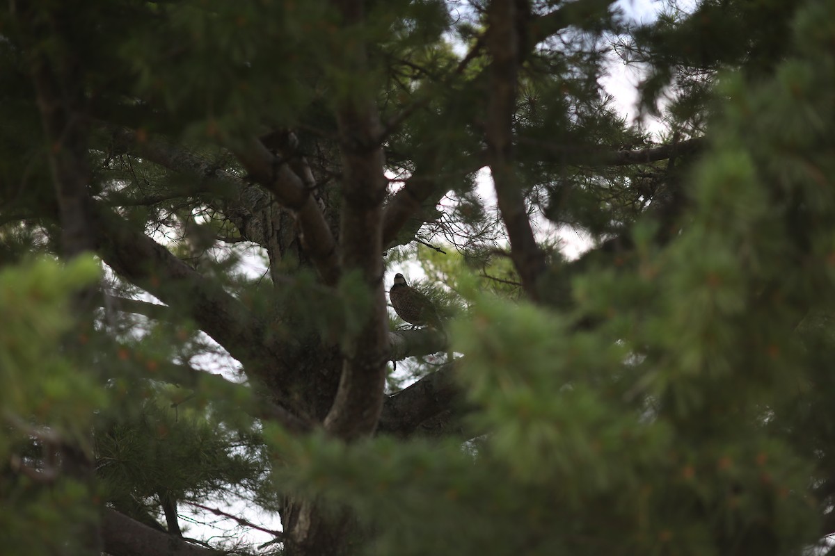 Northern Bobwhite - ML620827380