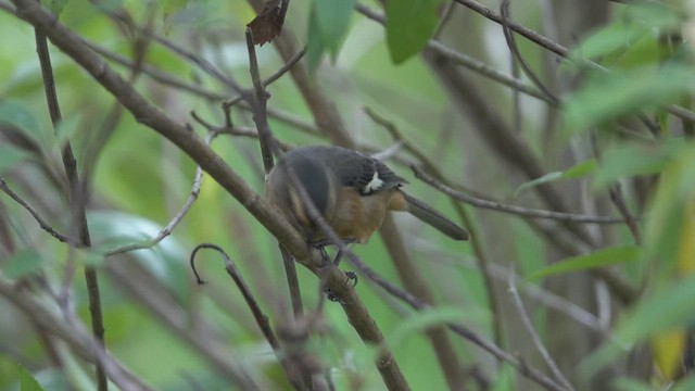 Cinereous Conebill - ML620827381