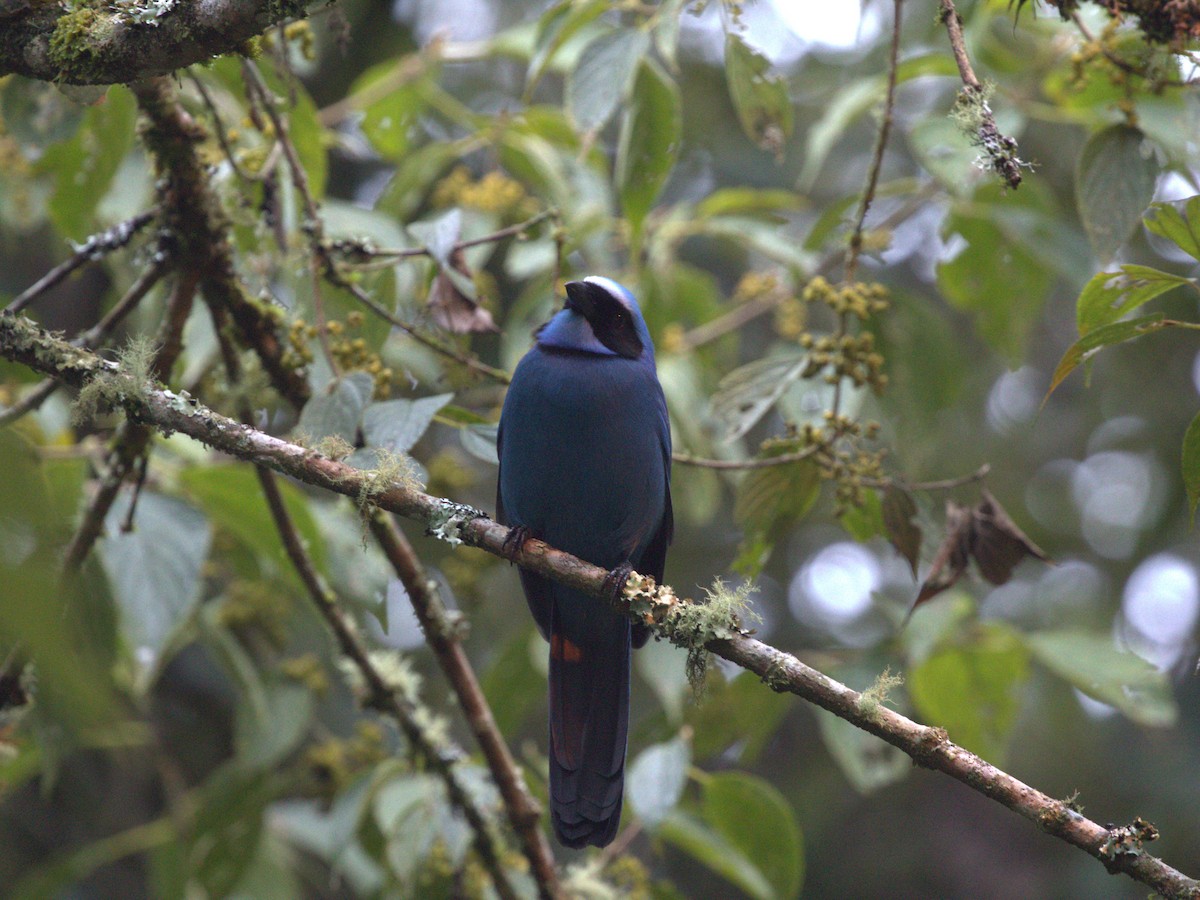 Turquoise Jay - ML620827382