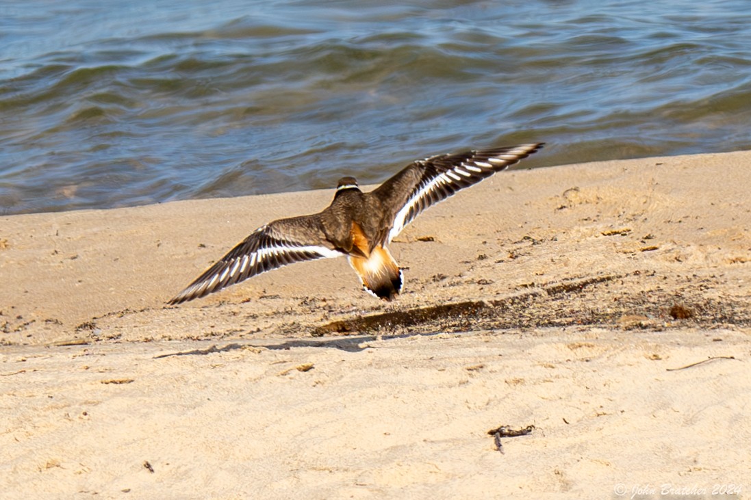 Killdeer - ML620827383