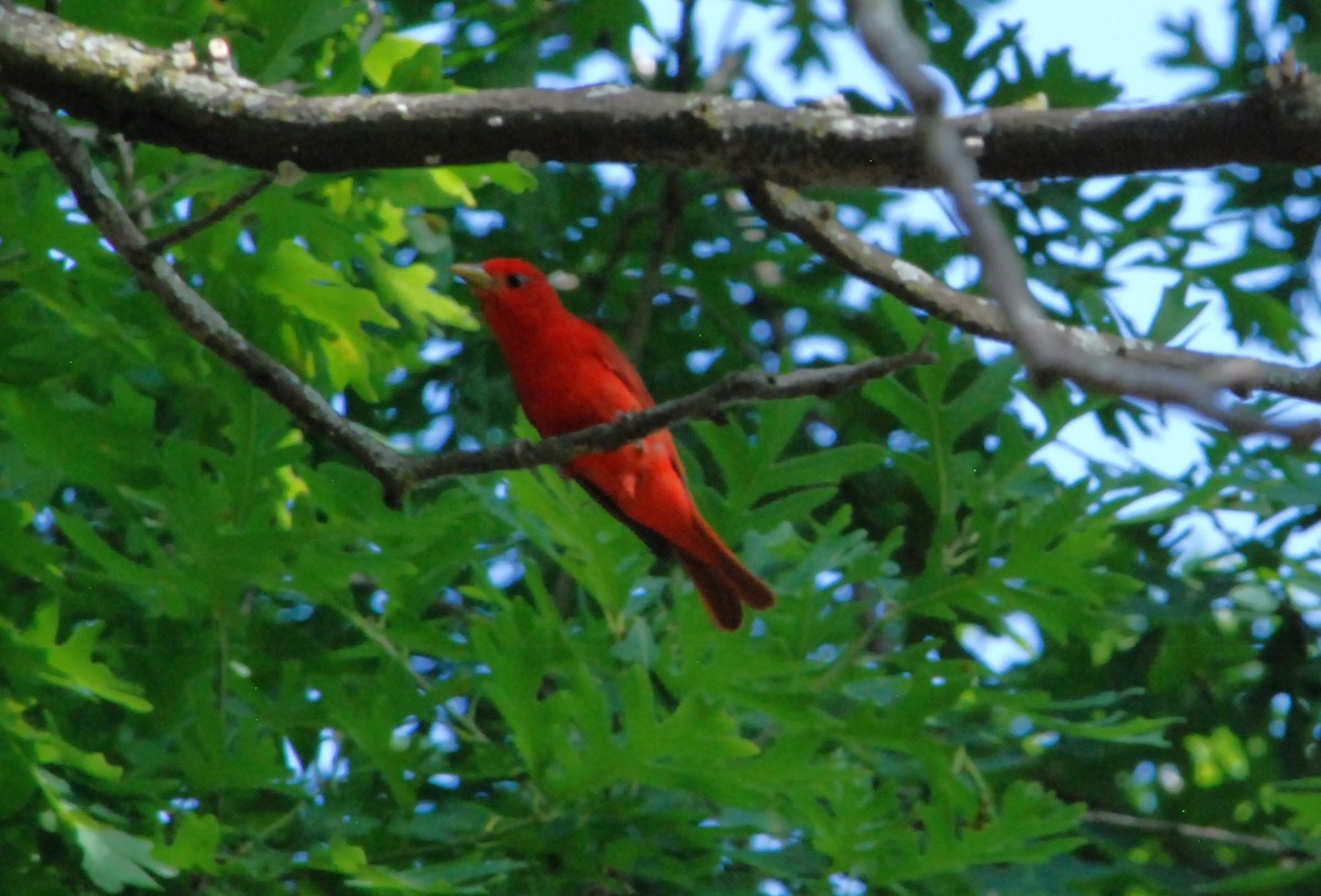 Summer Tanager - ML620827384