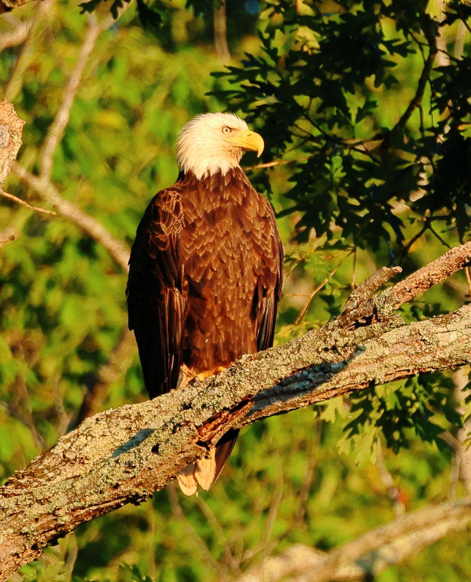 Bald Eagle - ML620827385