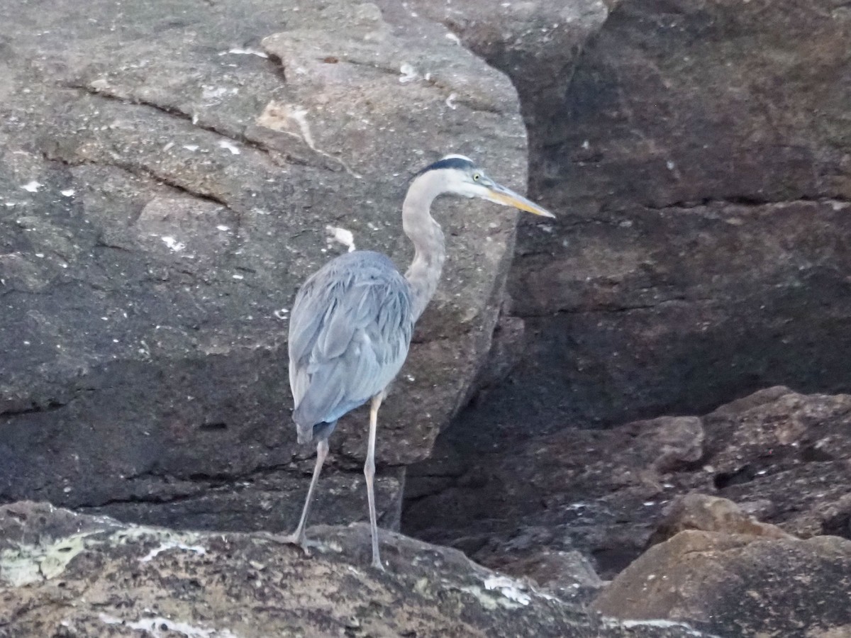 Great Blue Heron - ML620827386