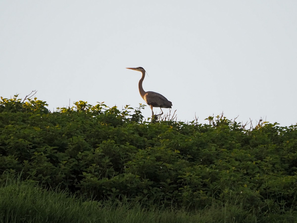 Great Blue Heron - ML620827387