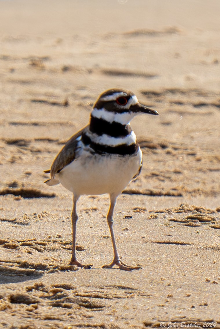 Piping Plover - ML620827388