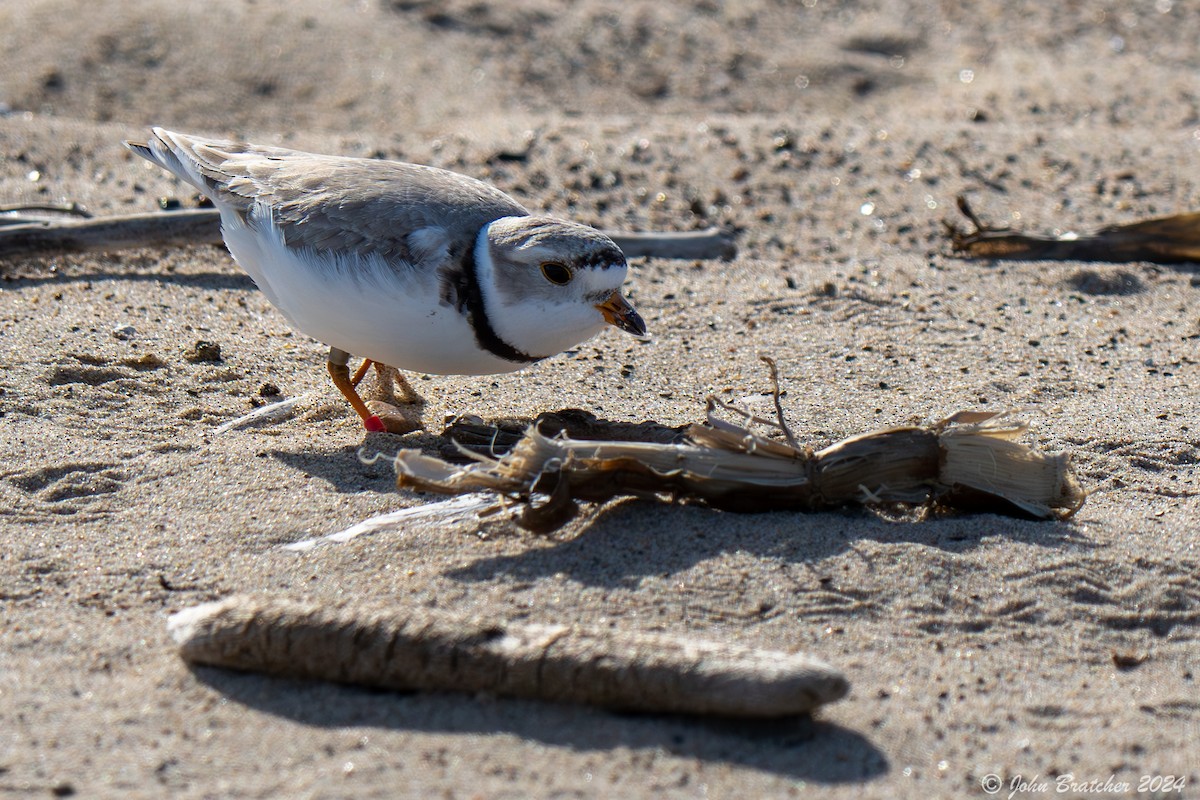 Piping Plover - John Bratcher