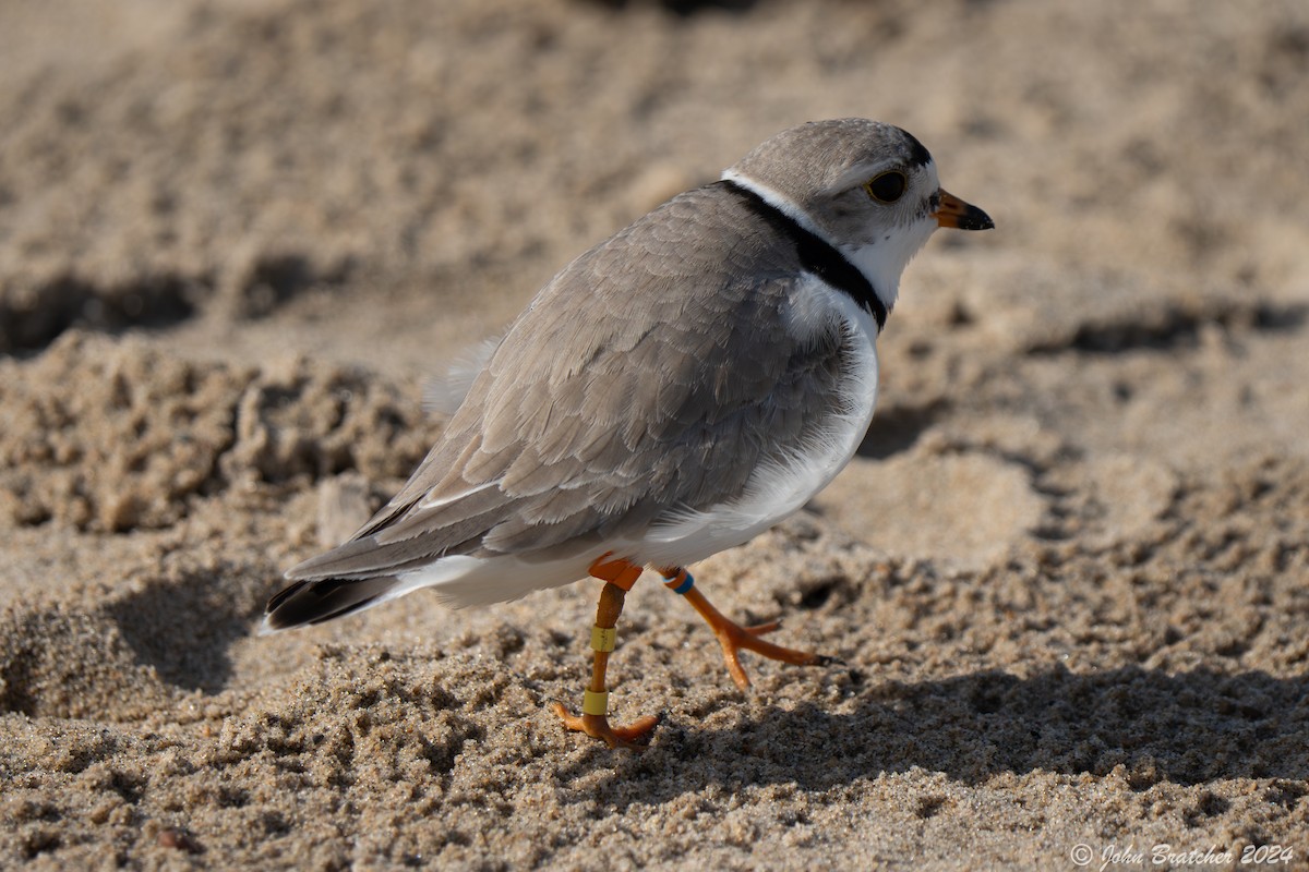 Piping Plover - ML620827394