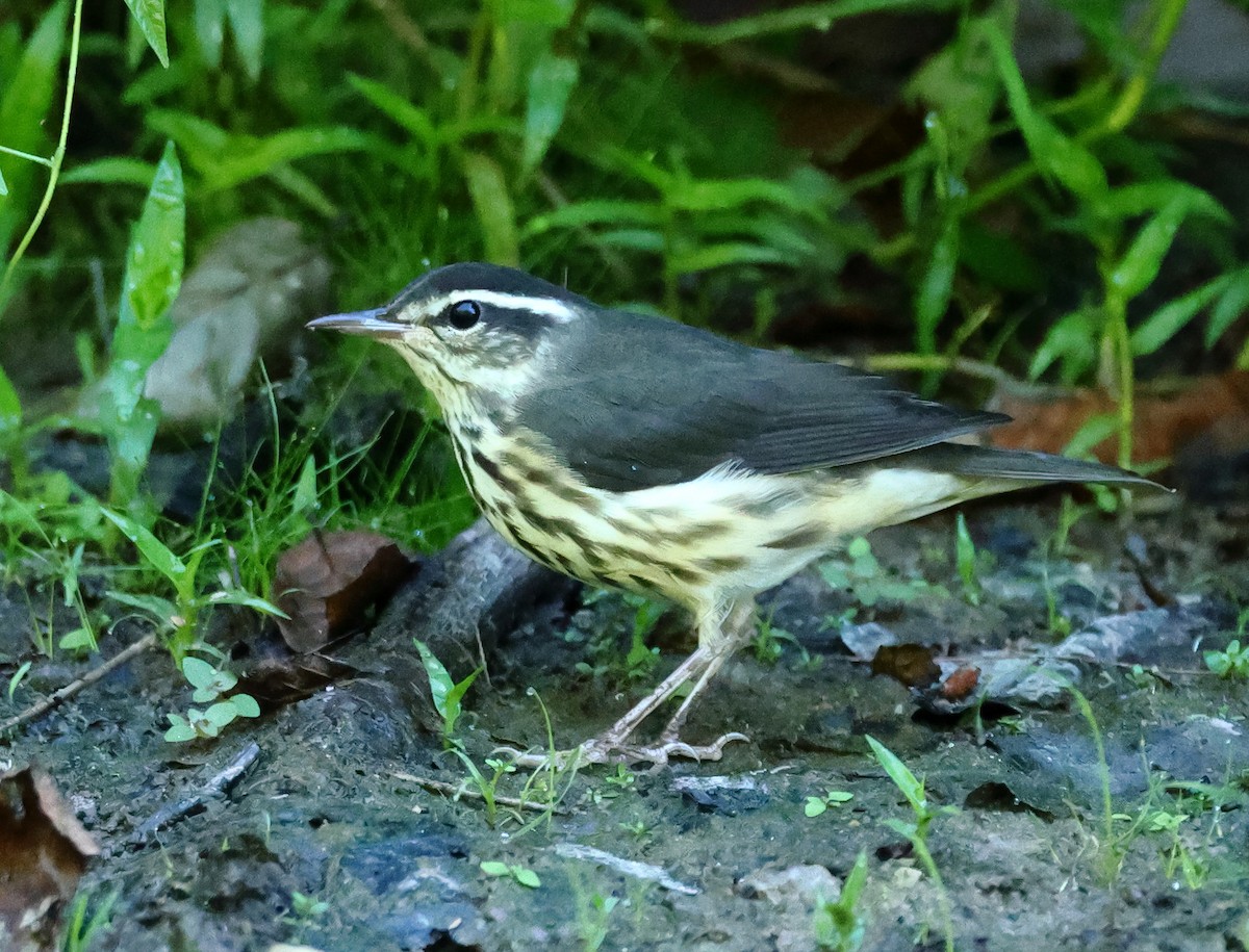 Louisiana Waterthrush - ML620827395