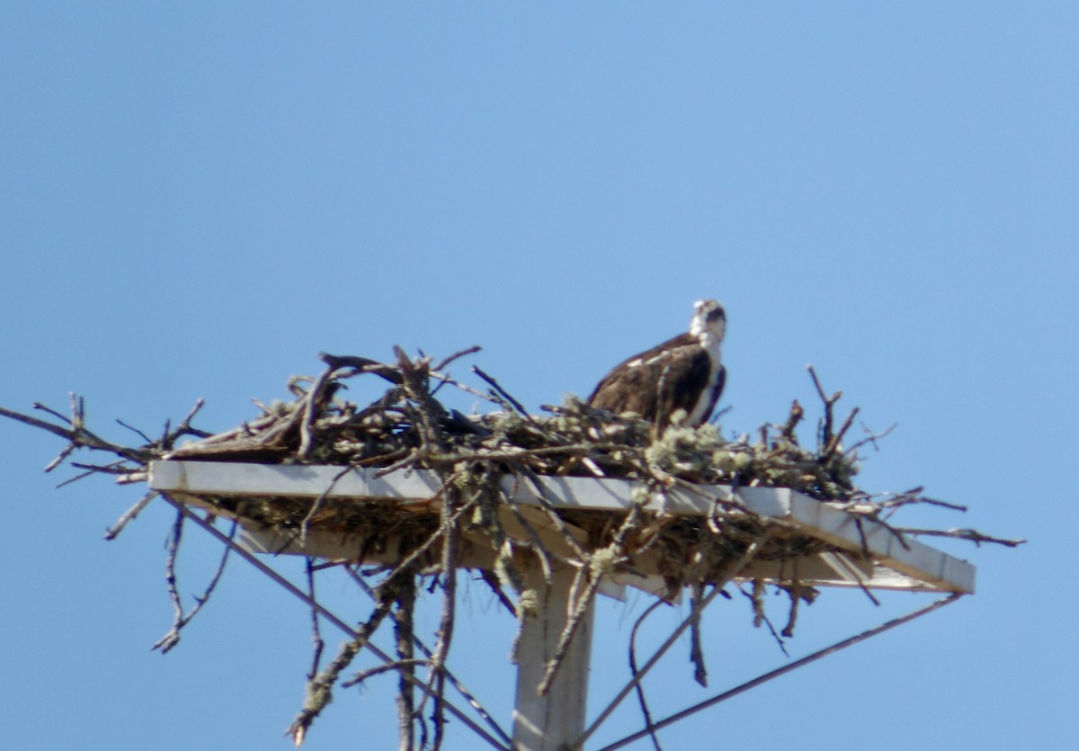 Osprey - ML620827406