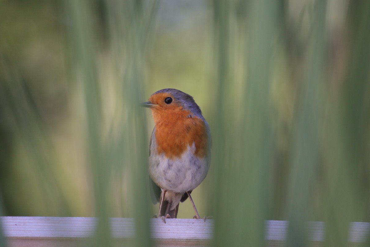 European Robin - ML620827410