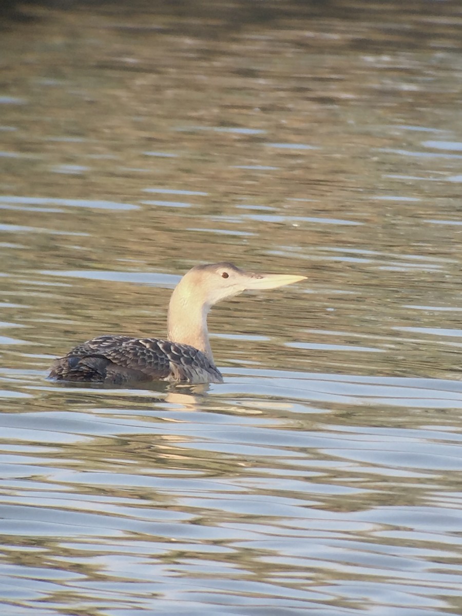 Yellow-billed Loon - ML620827411