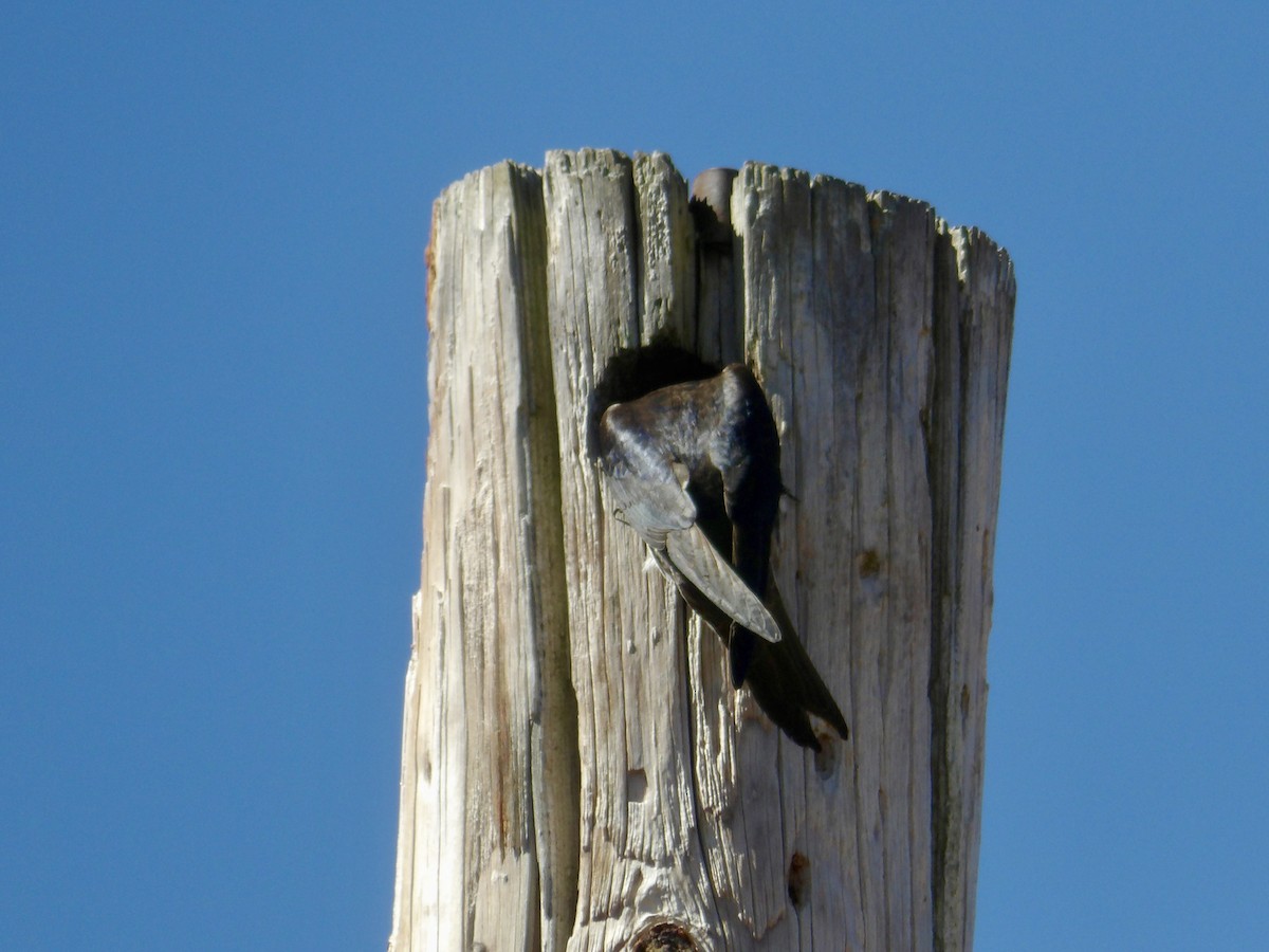 Purple Martin - ML620827412