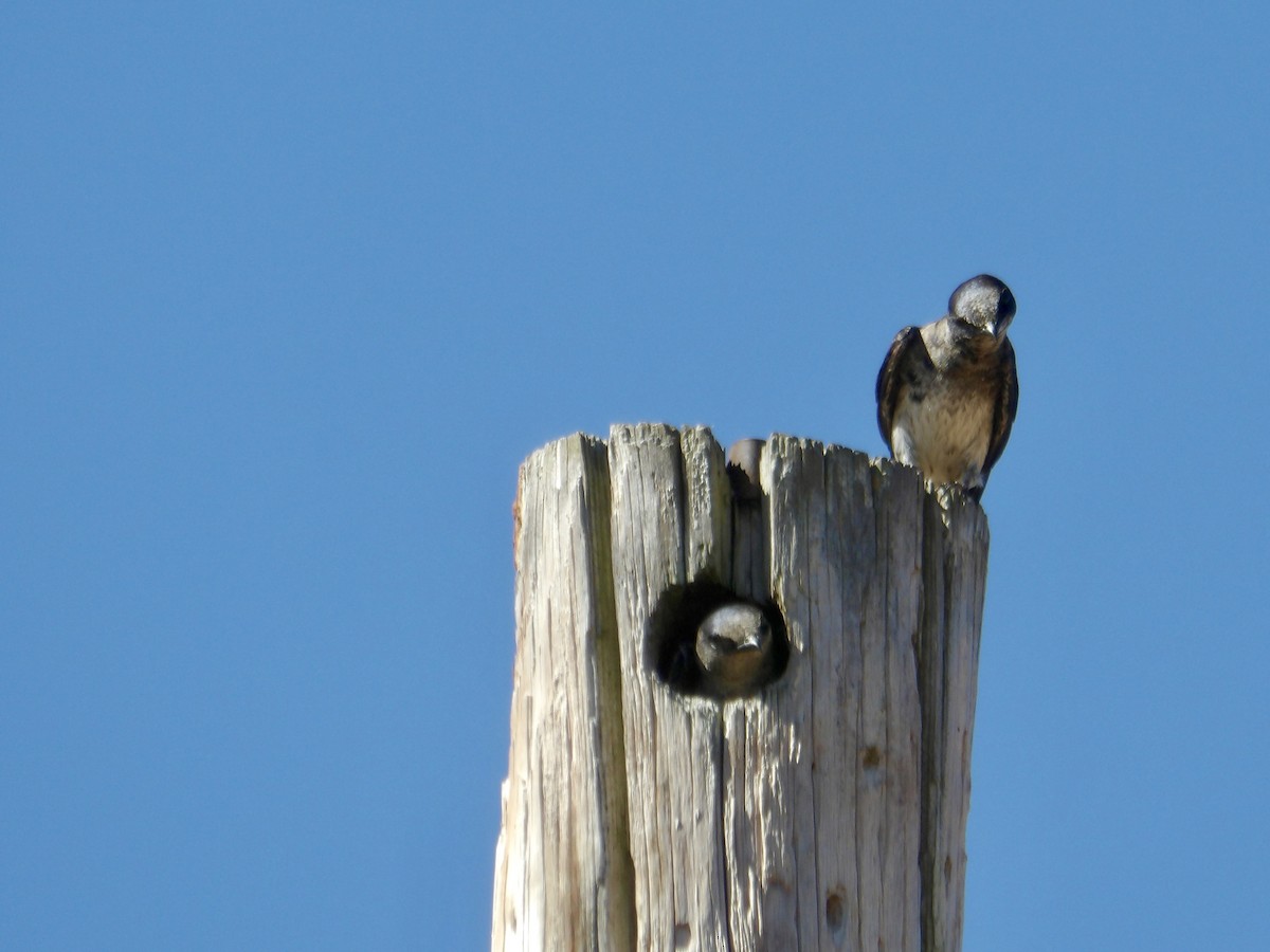 Purple Martin - ML620827413