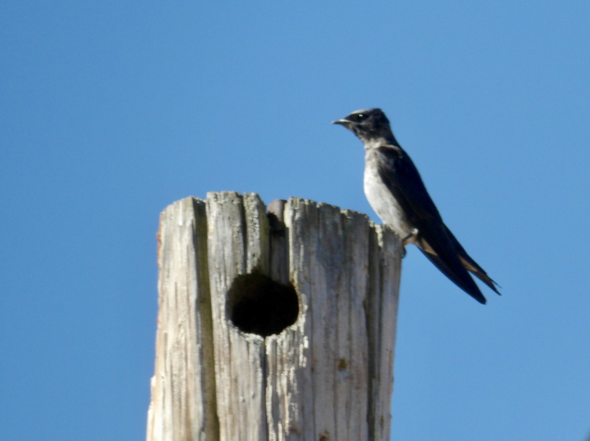 Purple Martin - ML620827414