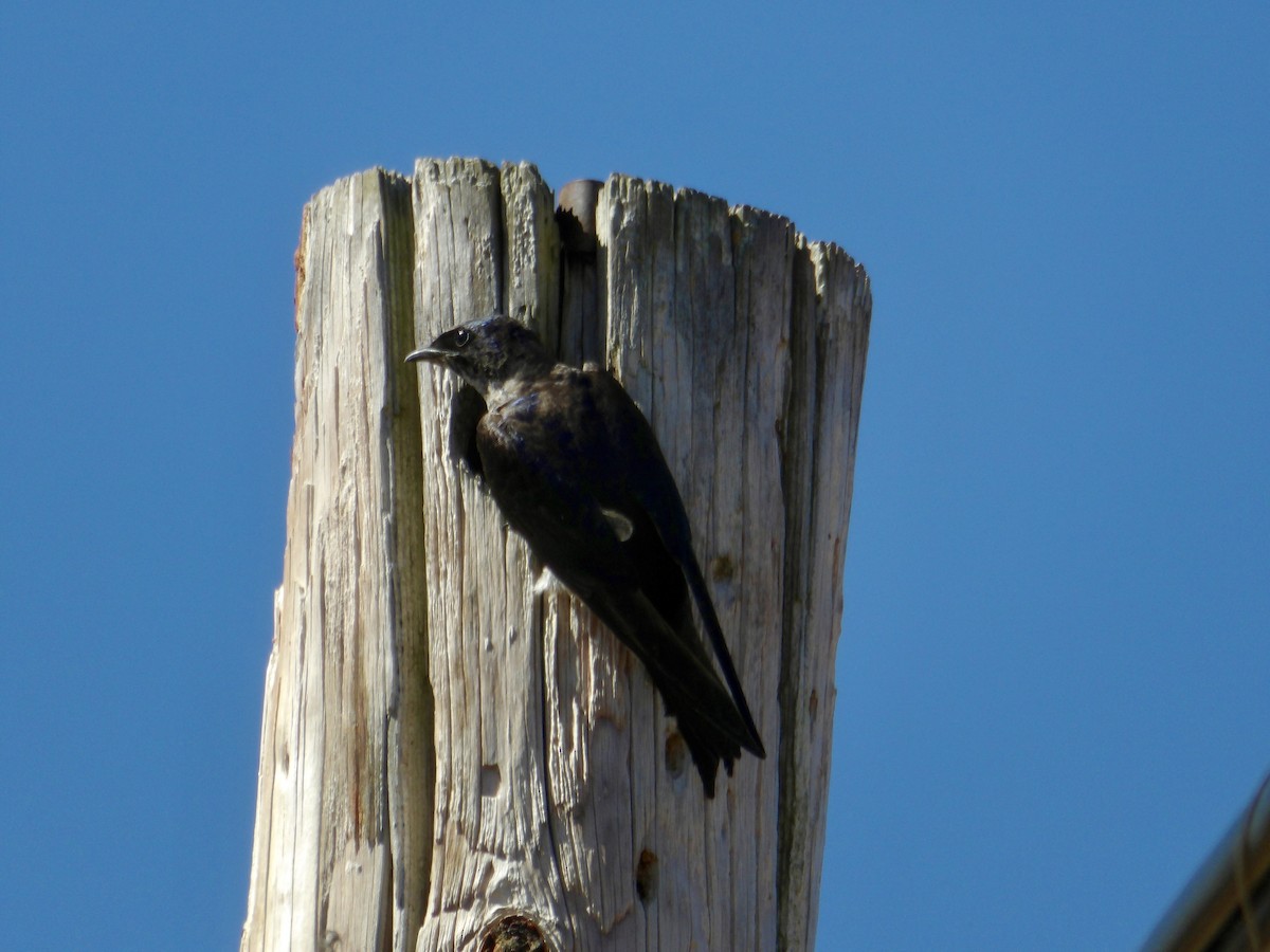 Purple Martin - ML620827415