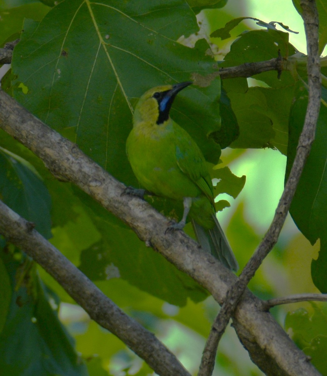 Jerdonblattvogel - ML620827416