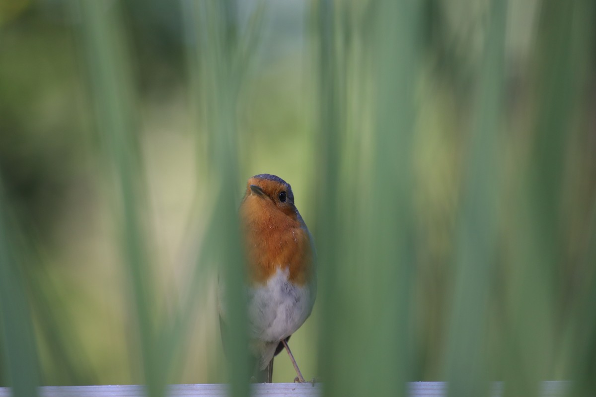 European Robin - ML620827417