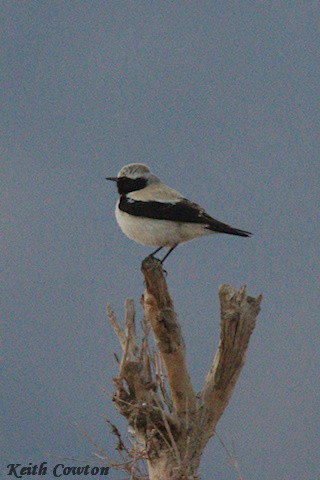 Desert Wheatear - ML620827418