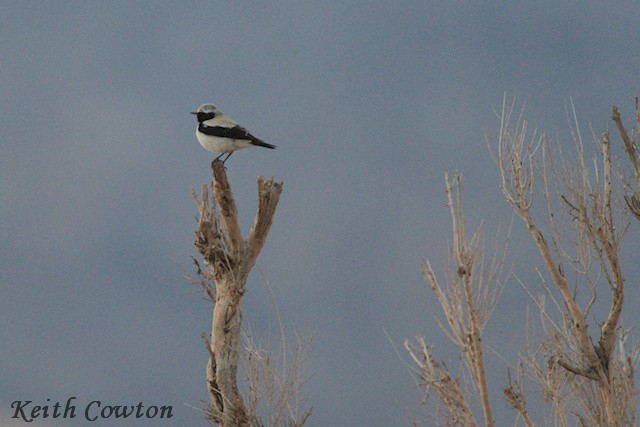 Desert Wheatear - ML620827419