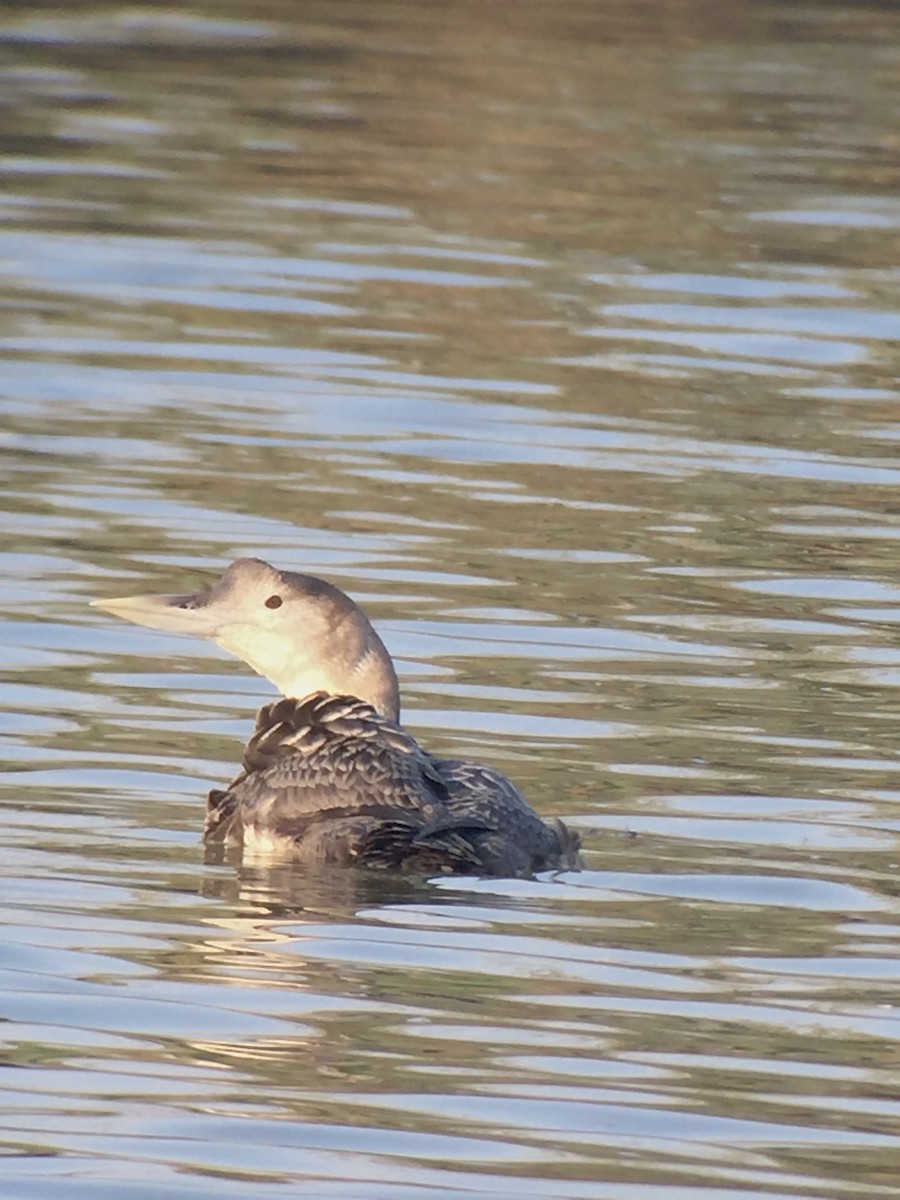 Yellow-billed Loon - Rich Bayldon