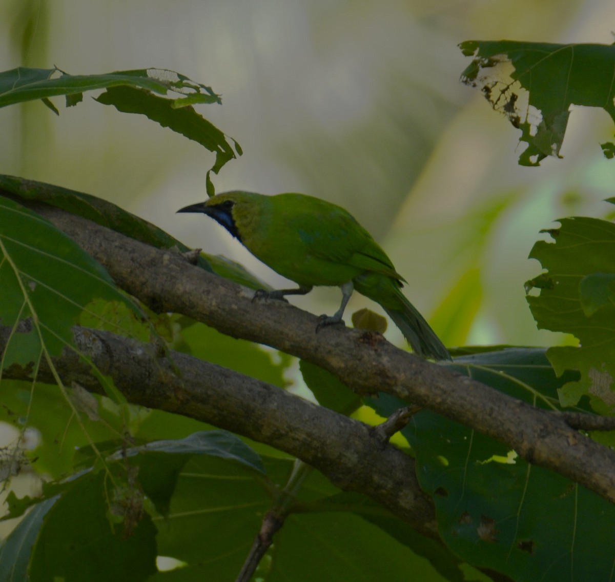 Jerdon's Leafbird - ML620827423