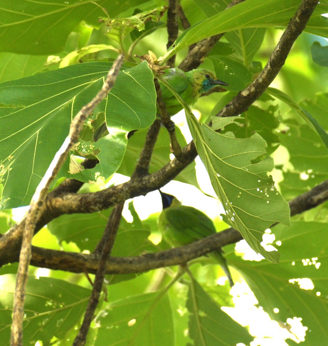 Jerdon's Leafbird - ML620827425