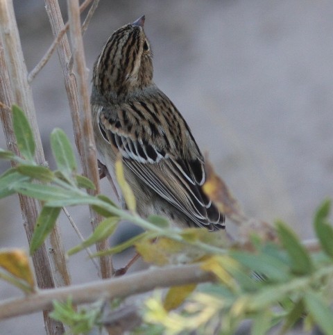 Clay-colored Sparrow - ML620827426