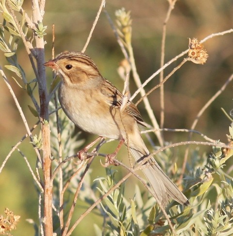 Clay-colored Sparrow - ML620827427