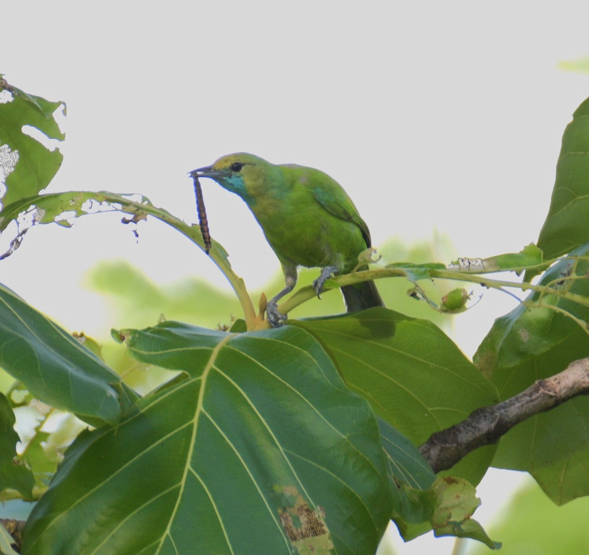 Jerdon's Leafbird - ML620827431