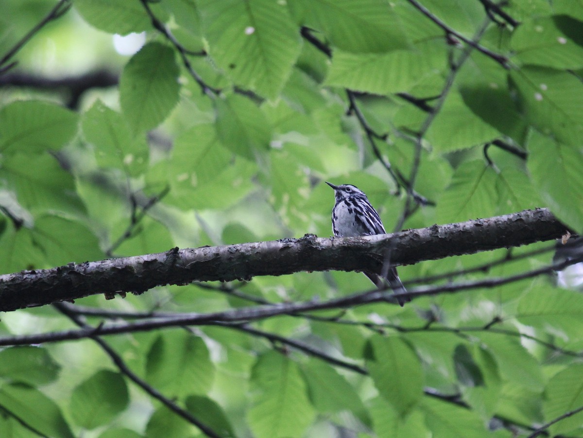 Black-and-white Warbler - ML620827435