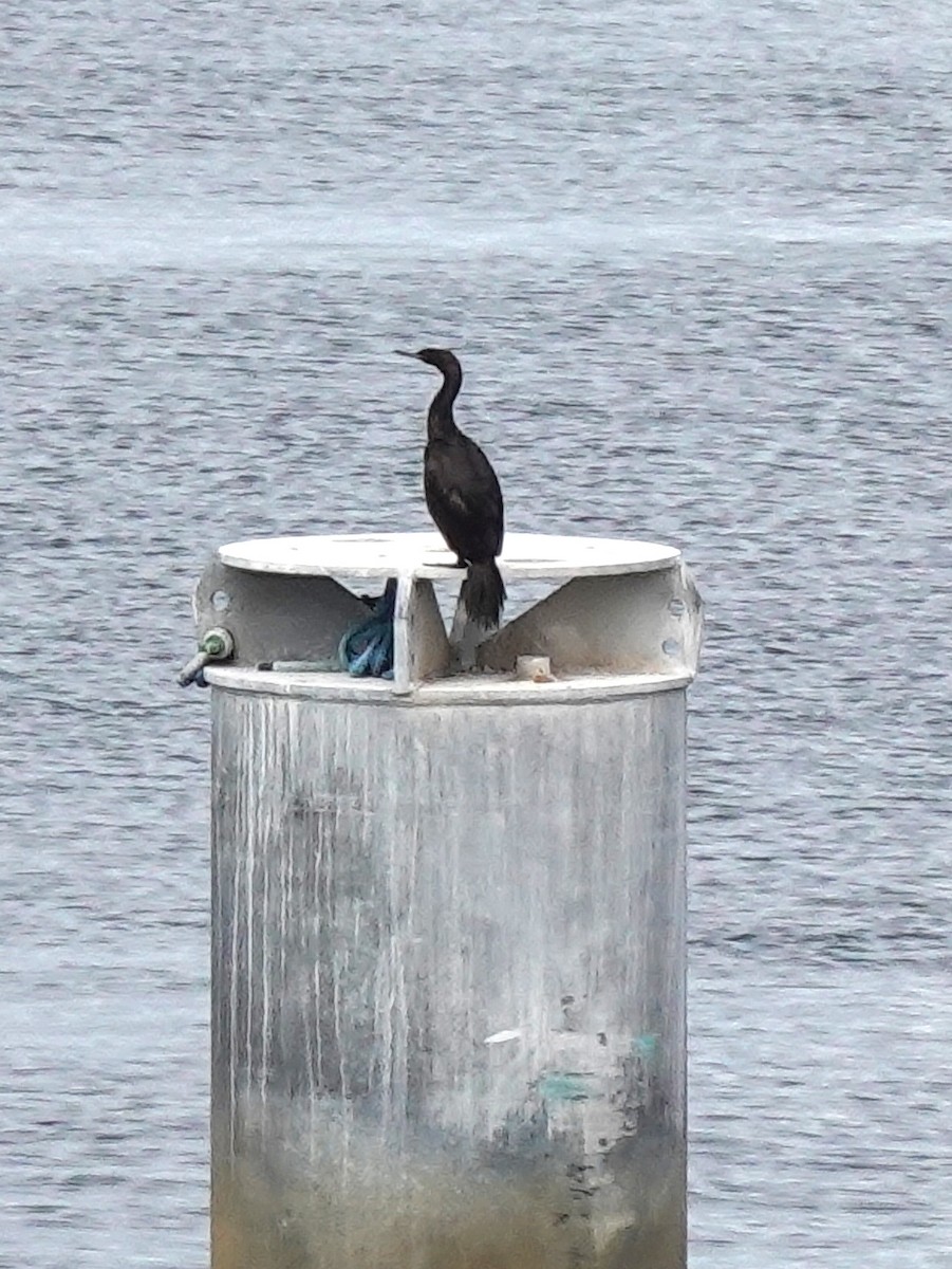 Pelagic Cormorant - ML620827440