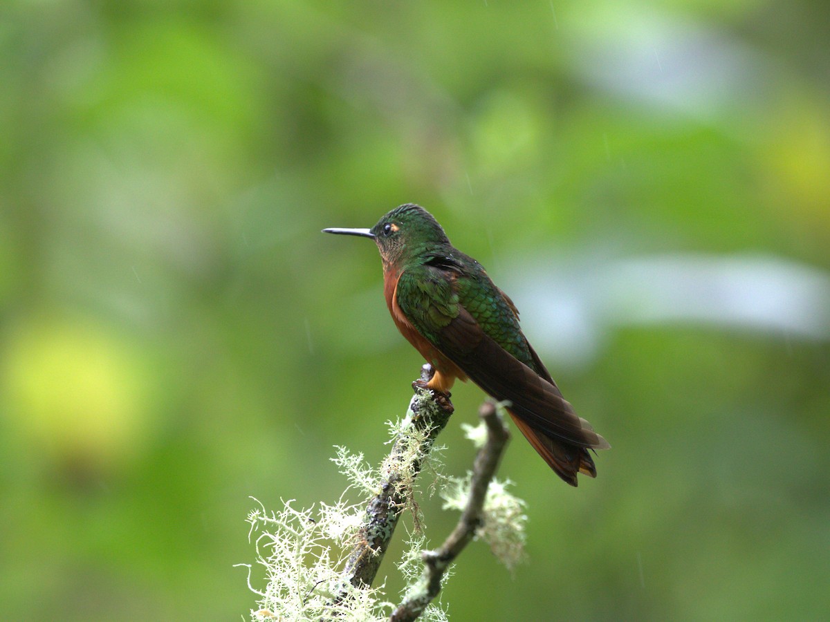 Chestnut-breasted Coronet - Menachem Goldstein