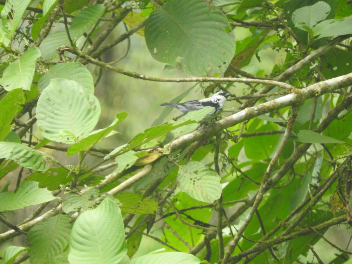 Gray-and-gold Tanager - ML620827457