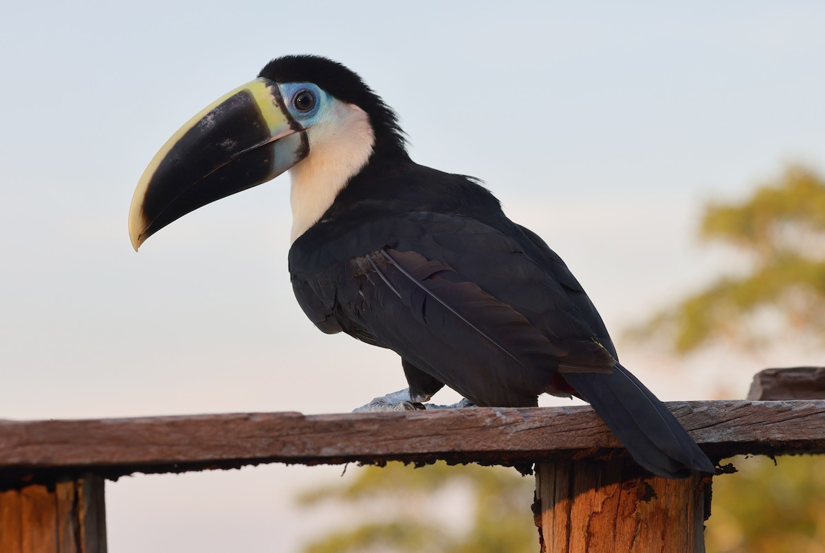 White-throated Toucan - ML620827462